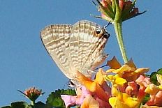 Glyphodes onychinalis - __Jamides Celeno